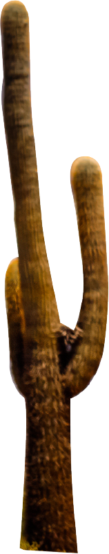 cactu